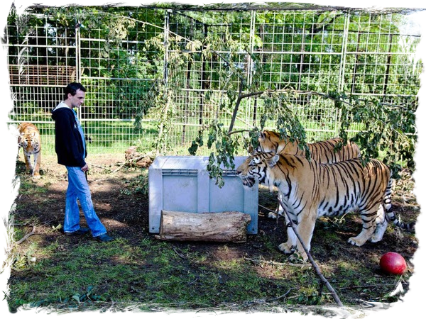 Christian im Tigergehege