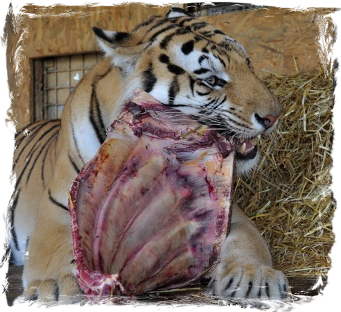 Grosser Tiger beim Fleisch fressen