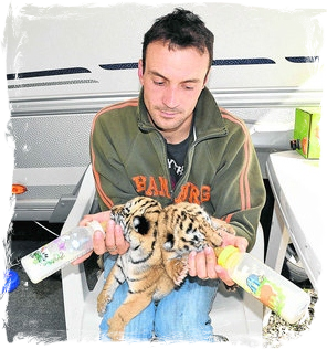 Christian füttert junge Tiger mit der Flasche