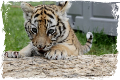 junger Tiger auf Baumstamm