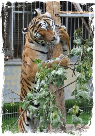 Tiger schmust mit Baumstamm