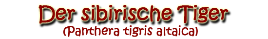 Der sibirische Tiger